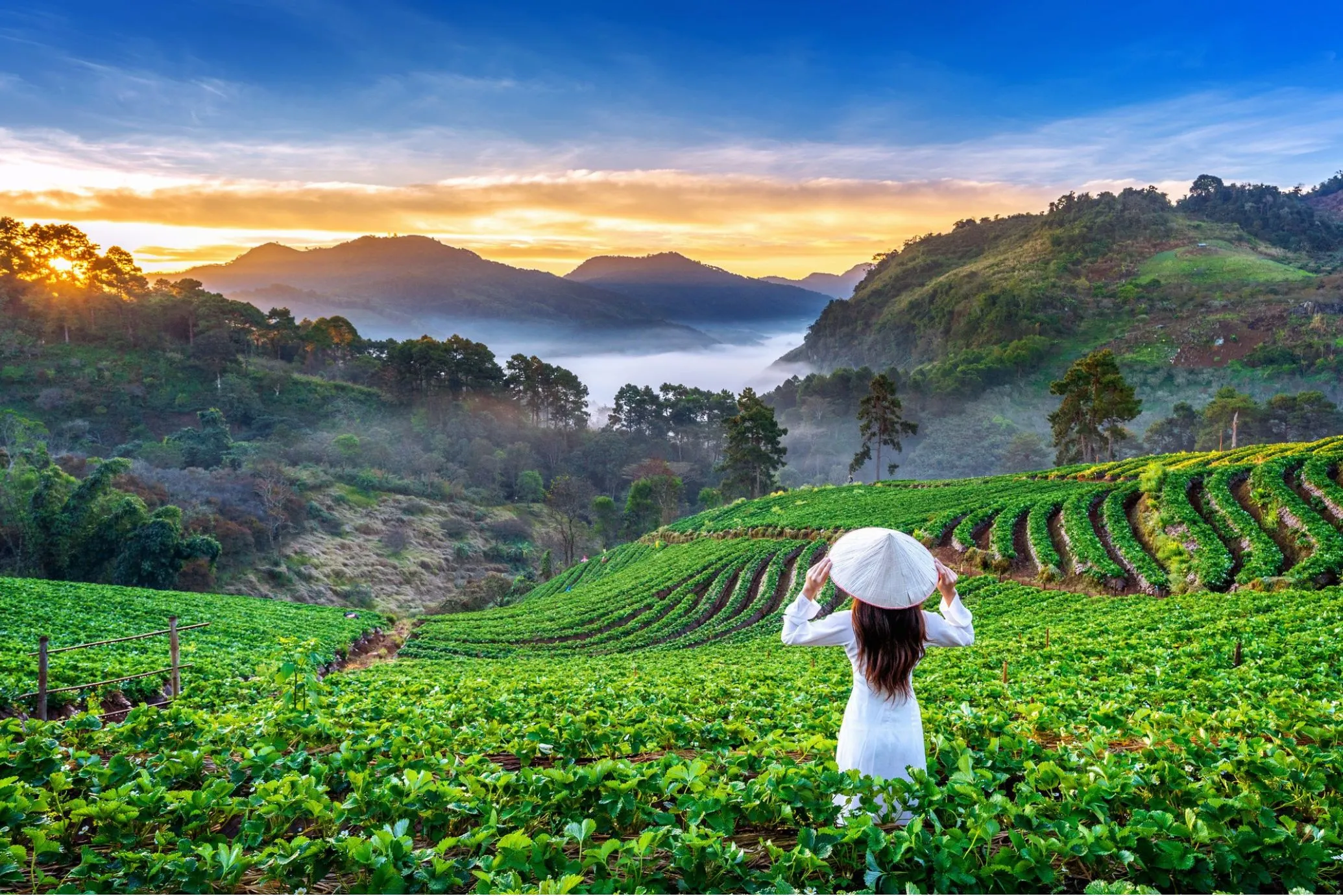 Scenic Munnar hills and tea plantations featured in our Kerala tour packages